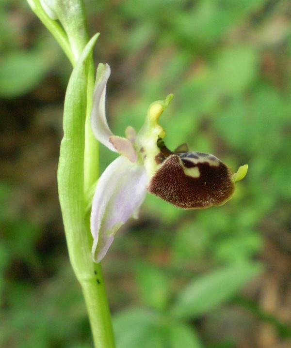 O.holosericea da confermare